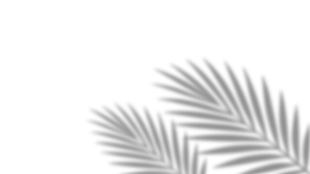 Shadow of realistic palm leaves with overlay effect summer decoration element on transparent background. Black and white tropical coconut leaf and branches blur shadow background. Vector illustration.