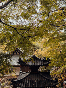 japanese garden in autumn