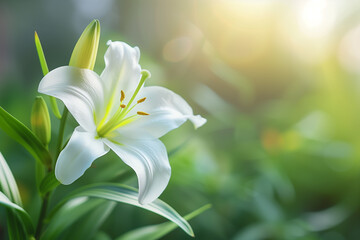 White Easter lily flower blooming in a lush green garden, showcasing delicate petals and vibrant colors, symbolizing purity and renewal in nature. Suitable for religious content, Easter concept