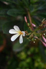 Single frangipani flower in the garden