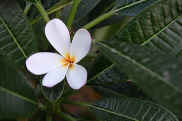 single frangipani flower