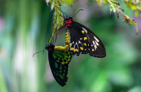 Cairns Birdwing Butterflies mating on tree