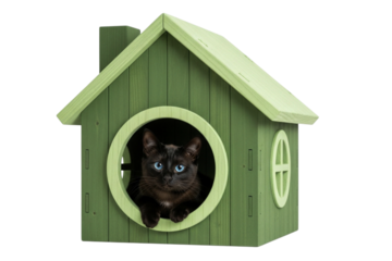 Cat in a box transparent white background