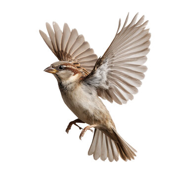 Red-tailed Hawk, Red-backed Shrike, and Red-tailed Tit are magnificent wild birds with brown, black, and red feathers, isolated against white