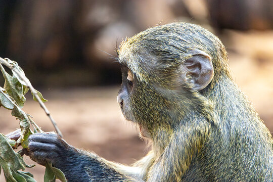 De Brazza's monkey (Cercopithecus prohibitus)is feeding