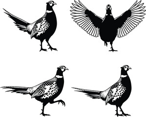 Silhouette vector of pheasant birds in different poses, walking, flying, standing, side view, wildlife animal illustration, isolated black design.
