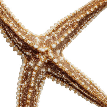 Red starfish isolated on a white background