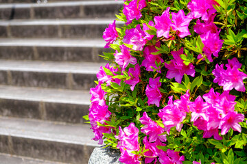 春の訪れを感じるツツジの花