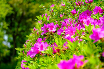 春の訪れを感じるツツジの花