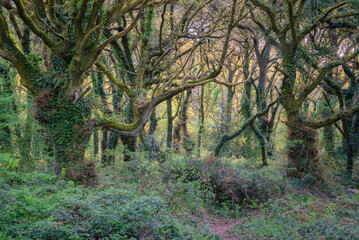 Anthropomorphic figures of ancient oak trees