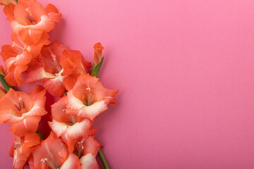 Flat lay bouquet of orange gladiolus flowers on a vibrant pink background
