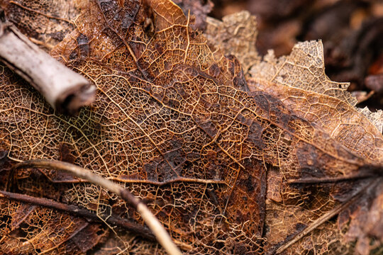 Detailed macro texture of decaying autumn leaf veins.