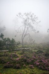 Pine fog and purple flower heather in the mid mountain landscape