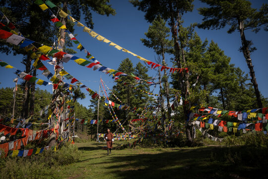 View of colorful prayer flags strung between tall trees create a vibrant canopy over a Bhutanese landscape, Kikila Pass, Bumthang, Bhutan.