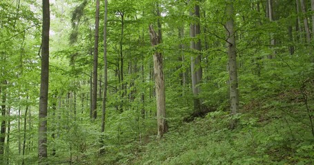 View of a lush mixed forest in a nature reserve. Symbolic image of ecology, biodiversity, and natural ecosystem preservation.