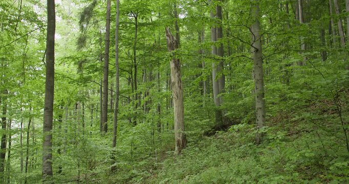View of a lush mixed forest in a nature reserve. Symbolic image of ecology, biodiversity, and natural ecosystem preservation.