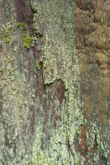 The lichen adapts its growth to the striations on the bark of an oak