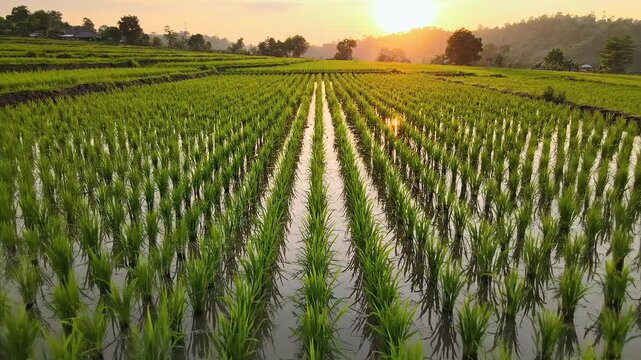 Golden Sunset Over Lush Green Rice Paddy Fields.