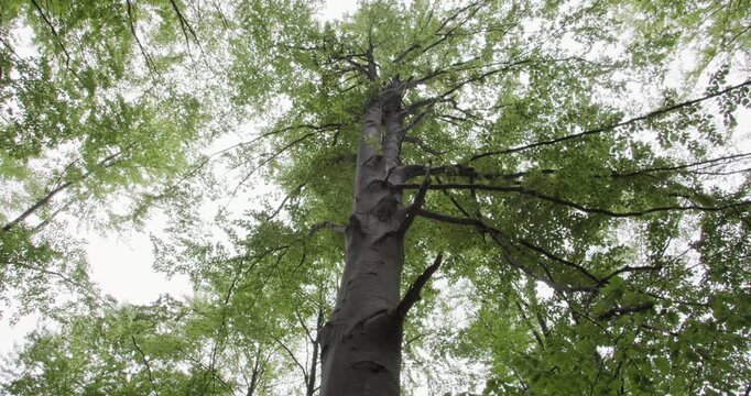 Majestic beech tree trunk and branches shot from below in a natural forest reserve. Highlights biodiversity, ecosystem value and undisturbed woodland.