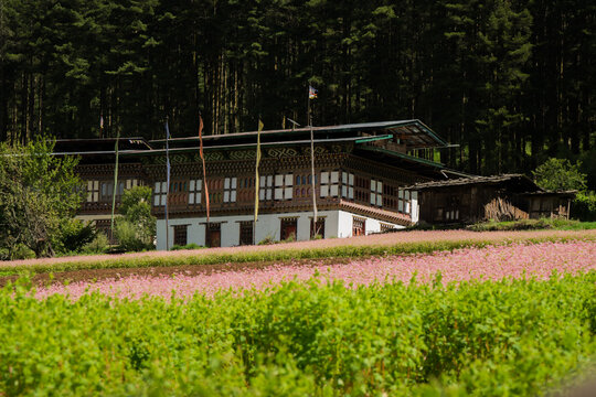 View of a traditional Bhutanese building with intricate carvings and colorful prayer flags overlooking a field of pink flowers, Nubding, Wangdue Phodrang, Bhutan.