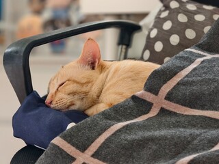 Cute sleeping cat wrapped in blanket on chair in cozy home atmosphere.