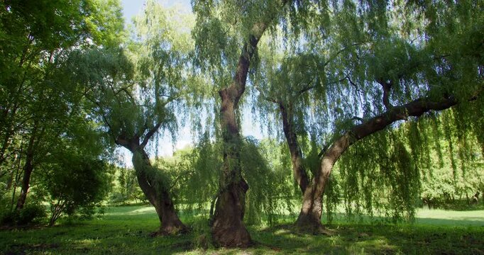 Massive old willow tree with hanging branches in an urban park. Focus on green infrastructure, urban biodiversity, climate adaptation and rewilding in cities.