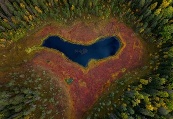 A drone view of a marshy lake in a green forest. A body of water surrounded by trees and grass. A stunning top-down view of a heart-shaped lake.