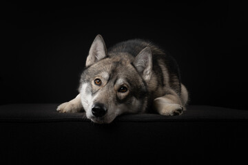 Pretty adult siberian husky dog looking at the camera lying down on a black background © Elles Rijsdijk