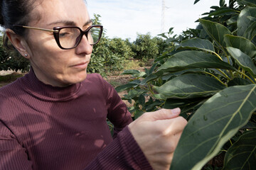Woman harvesting avocados from a tree.