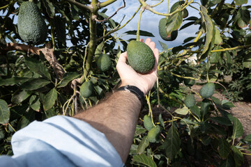 Man’s hand picking an avocado from a tree