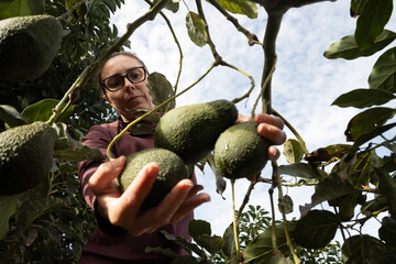 Woman harvesting avocados from a tree.