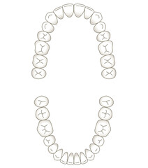 歯の名称　歯列 © koti