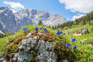 Blue gentians on a moss-covered rock. Alpine flora in spring, Karwendel Mountains.