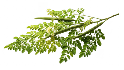 Moringa Branch Display: An intricately detailed branch of a moringa tree, displaying its unique leaves and seed pods, showcasing the natural beauty and health benefits