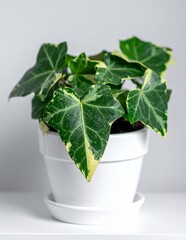 Vibrant English Ivy Plant in White Pot.