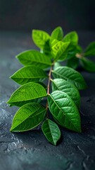 Vibrant Green Leaves on a Dark Textured Background.