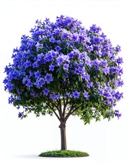 Vibrant Purple Flowering Tree Isolated on White Background.