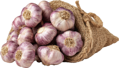 Rustic garlic purple stripe burlap bag organic fresh harvest kitchen ingredient