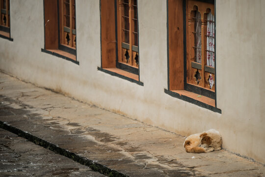 View of a dog resting on the stone pavement near a wall with ornate wooden-framed windows, contrasting the rough ground with the smooth wall, Paro, Bhutan.