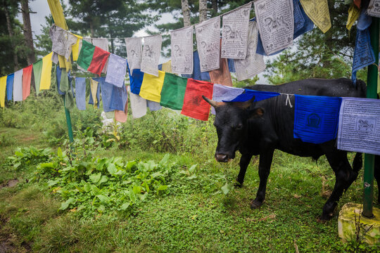View of prayer flags strung across verdant fields, a stark black bull stands grazing peacefully under their vibrant colors, a serene moment captured, Paro, Bhutan.