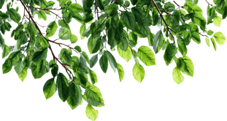 Green leaves branch border canopy, fresh foliage, nature background, serene vibe