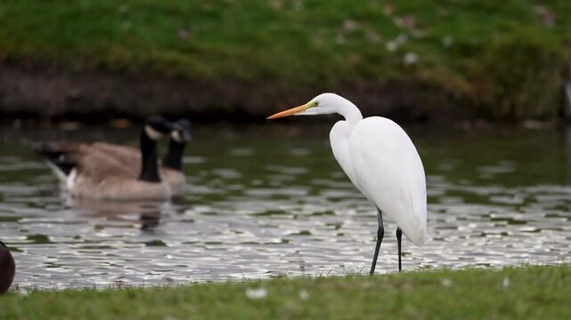 Great Egret standing at the edge of the water as geese swim in slow motion.