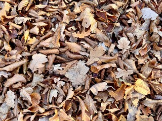 A beautiful autumn background of fallen dry leaves conveying the softness and tranquility of the tones of sleeping nature.