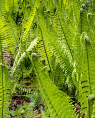 Bright green ferns growing in a forest during springtime