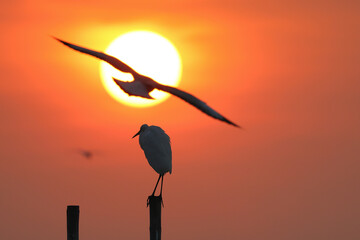 Eastern great egrets perched on a wooden pole during sunset.