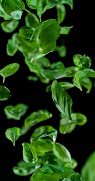 Fresh basil leaves floating and drifting gracefully in ultra slow motion at 1000 fps. Detailed texture and organic movement isolated against a dark background.