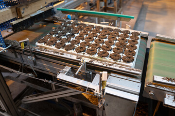  Industrial agriculture technology, planting process, smart farming, precision sowing. Filling of seed trays with peat soil mix growing organic greens, vegetables for sale in greenhouse. Agribusiness.