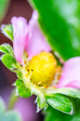 Fragaria × ananassa pertenece a la familia de las Rosaceae.