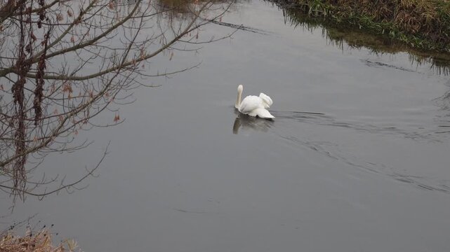 A swan with a curved S-shaped neck swims through fast-moving water with small waves. Its wings are slightly raised, and its movements resemble an elegant dance on the grayish surface of the pond.