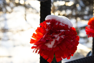 Red Carnations Resting on a Snowy, Icy Black Metal Barrier in a Winter Park